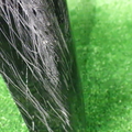 62