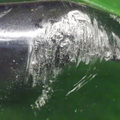 64