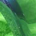 52