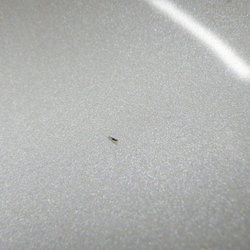 B00742(0100000186123)