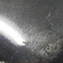 342201(0400000184230)