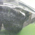 51